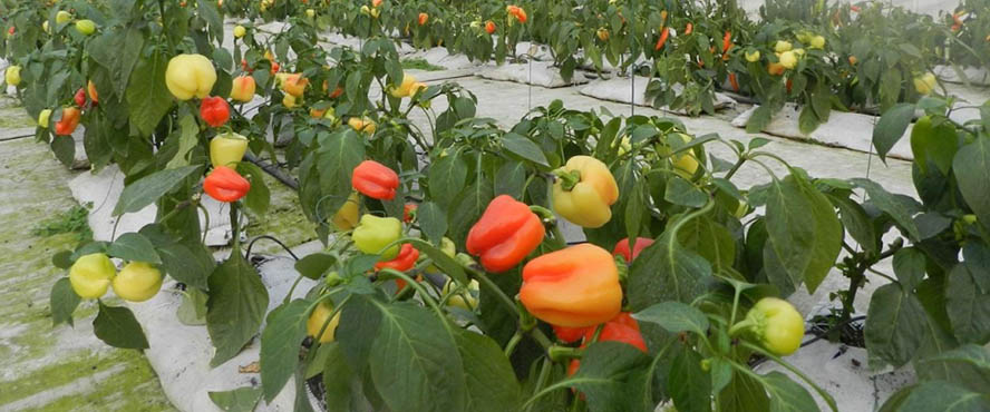 廣東農墾熱帶作物科學研究所彩椒溫室管理系統